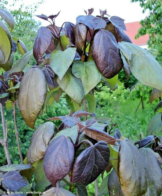 Purple Leaf Catalpa Catalpa X Erubescens – Ornamental Tree Seeds