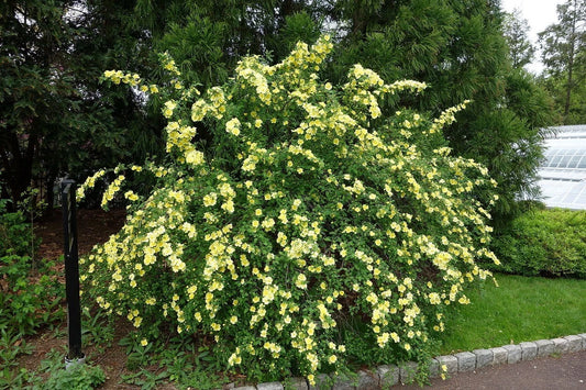 Rosa Xanthina – Fragrant Wild Manchu Yellow Rose Seeds