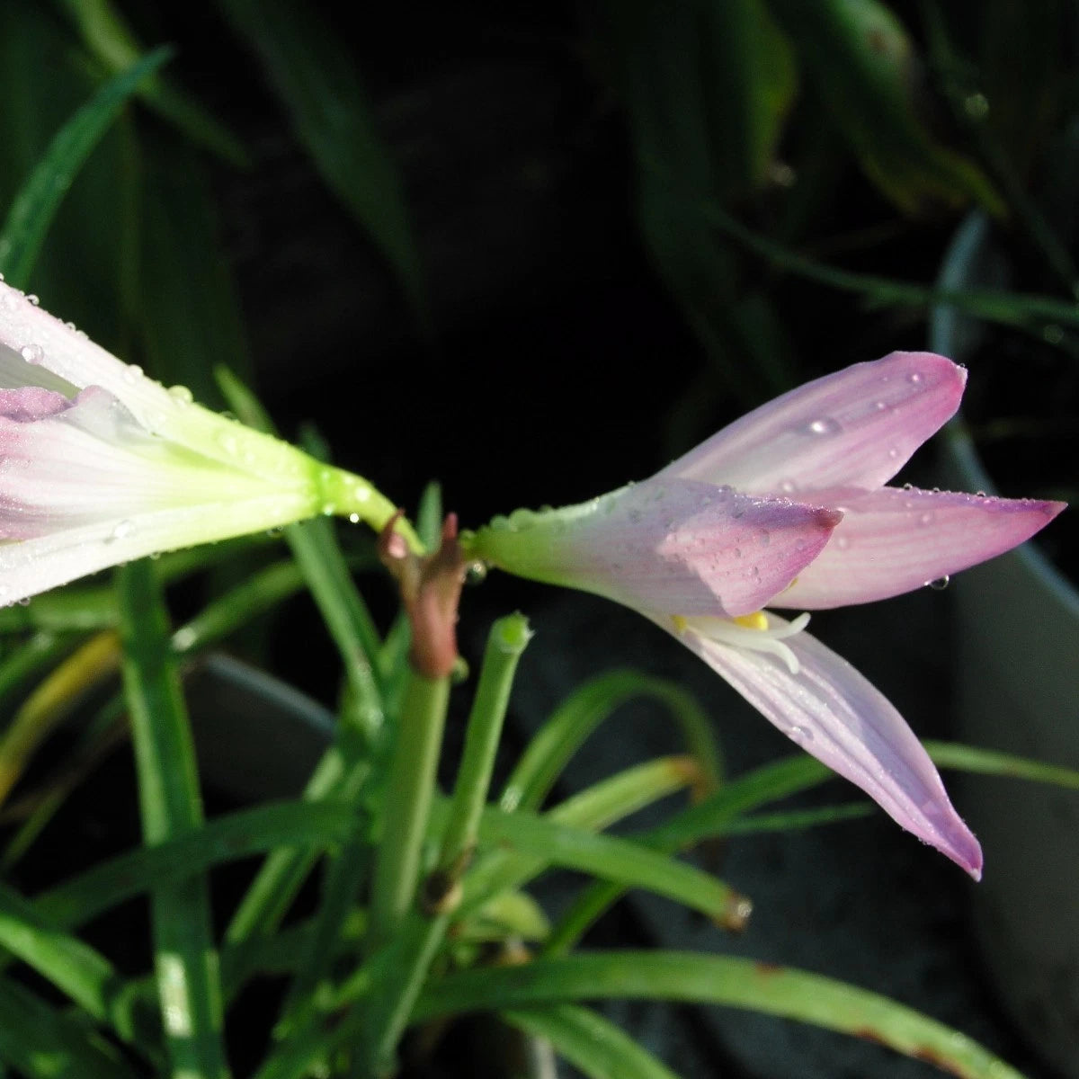 Zephyranthes Pleased As Punch – Pink Rain Lily Bulb Seeds