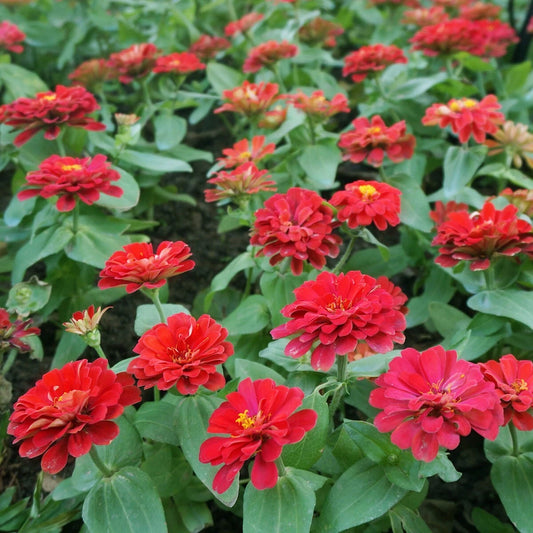 Cherry Queen Zinnia – Colorful Wildflower Garden Seeds