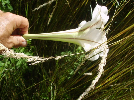 White Formosa Lily Lilium Formosanum – Tall Perennial Flower Seeds