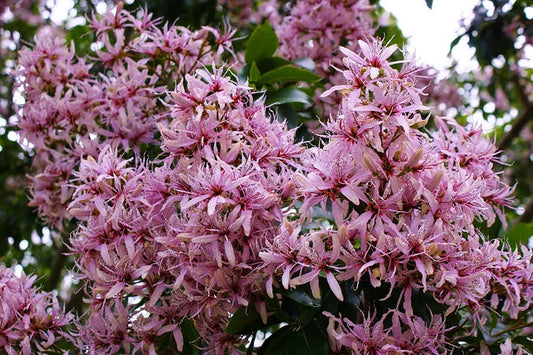 Calodendrum Capense – African Cape Flowering Tree Seeds