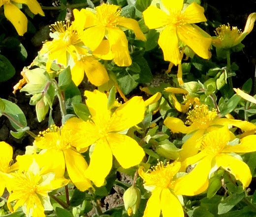 St. John’s Wort Trailing – Hardy Flowering Ground Cover Seeds