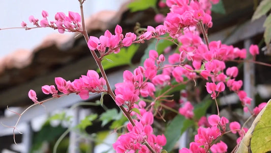 Antigonon Leptopus Coral Vine Queen’s Wreath Mexican Creeper –
