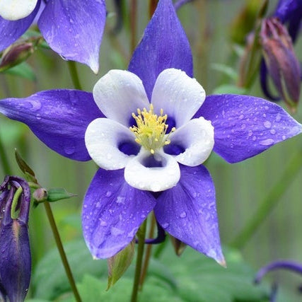 Double Pleated Blue – Perennial Flower Seeds