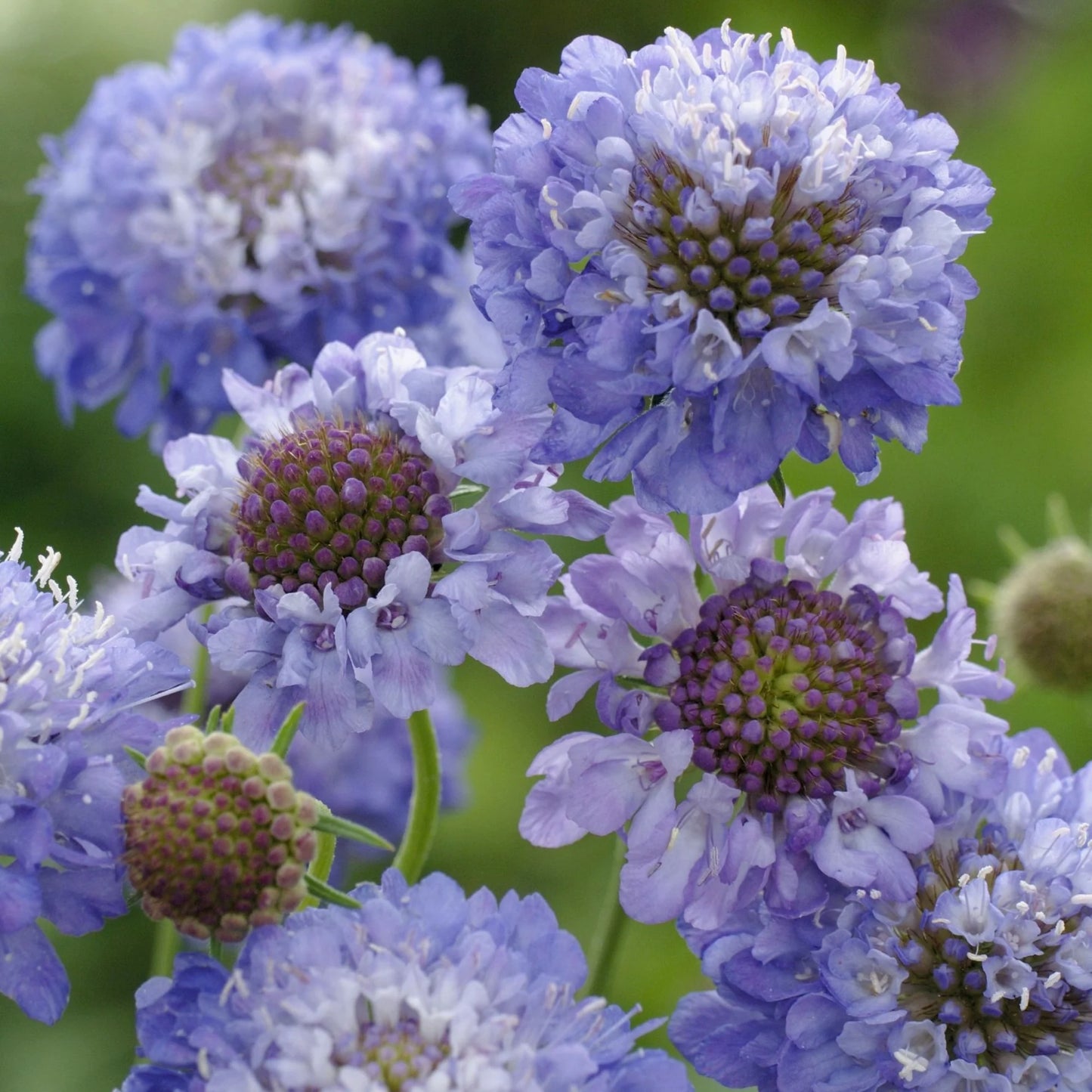 Scabiosa Caucasica ‘Perfecta Blue’ Seeds – Lavender-Blue Flower Seeds for Gardens