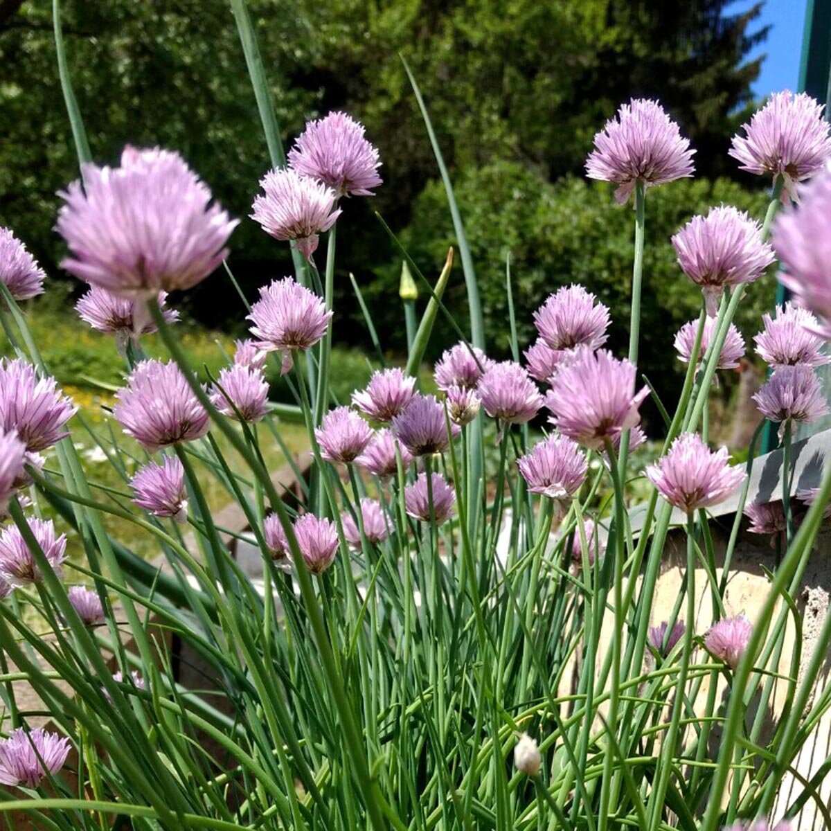 Chives Allium Schoenoprasum – Herb Garden Seeds