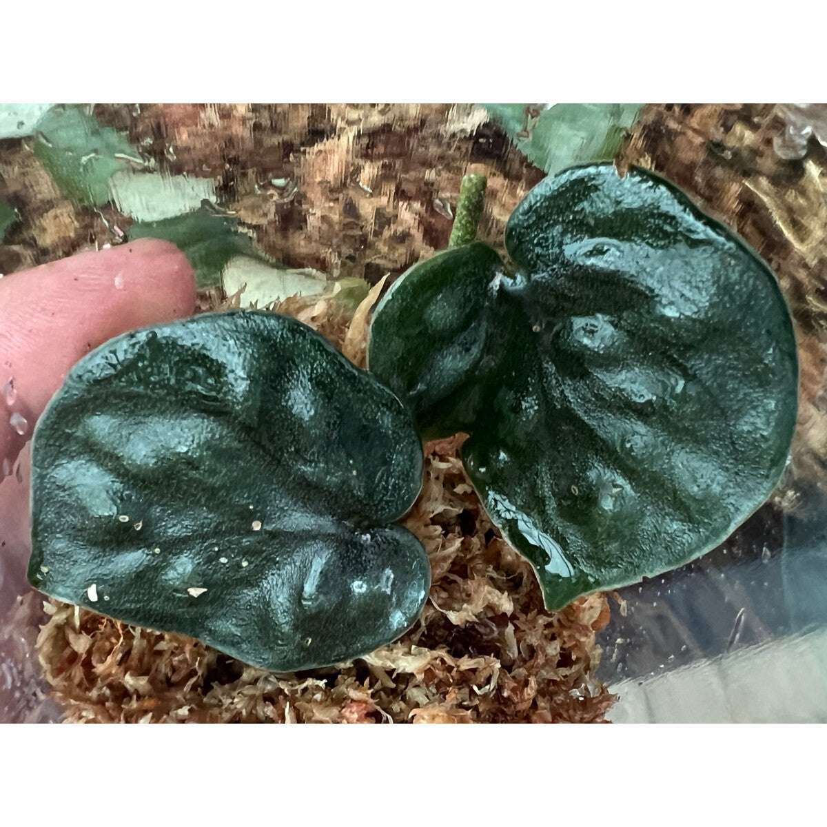 Black Mamba Scindapsus – Indoor Climbing Foliage Plant Seeds