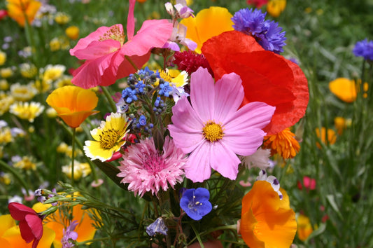 Flower Seed Assortment – Mixed Garden Flower Seeds