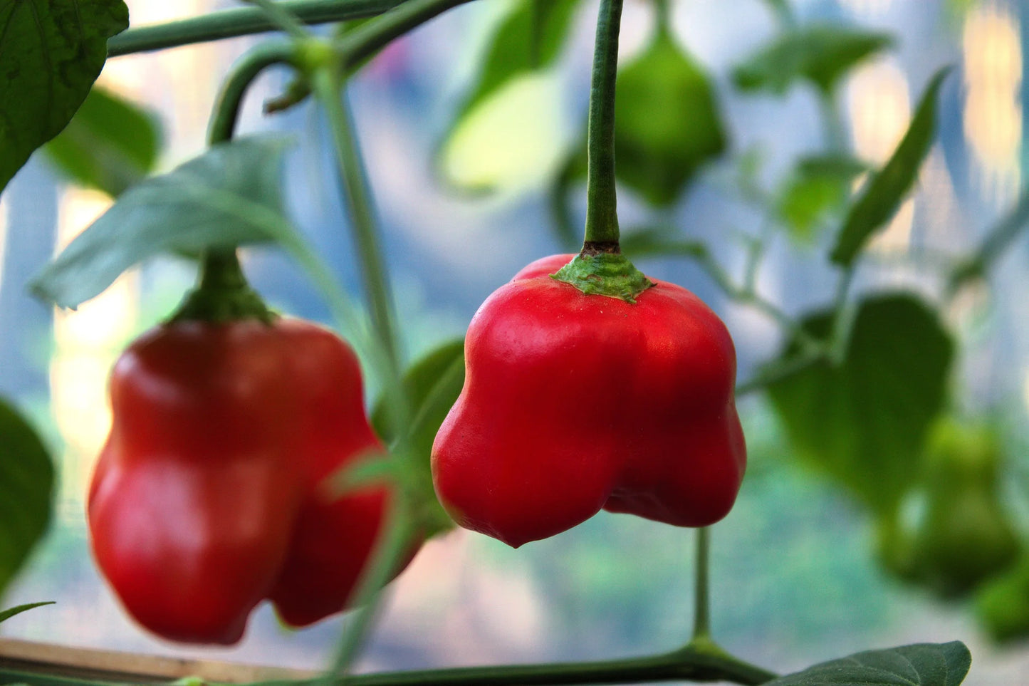 Cambuci Pepper – Spicy Vegetable Garden Seeds