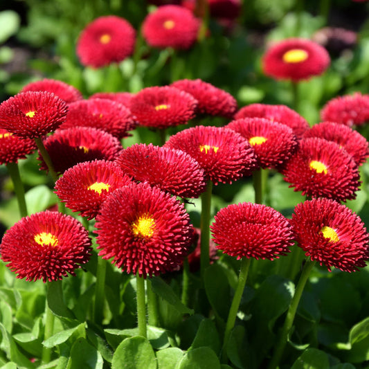 Red Bellis Flower – Annual Flower Seeds
