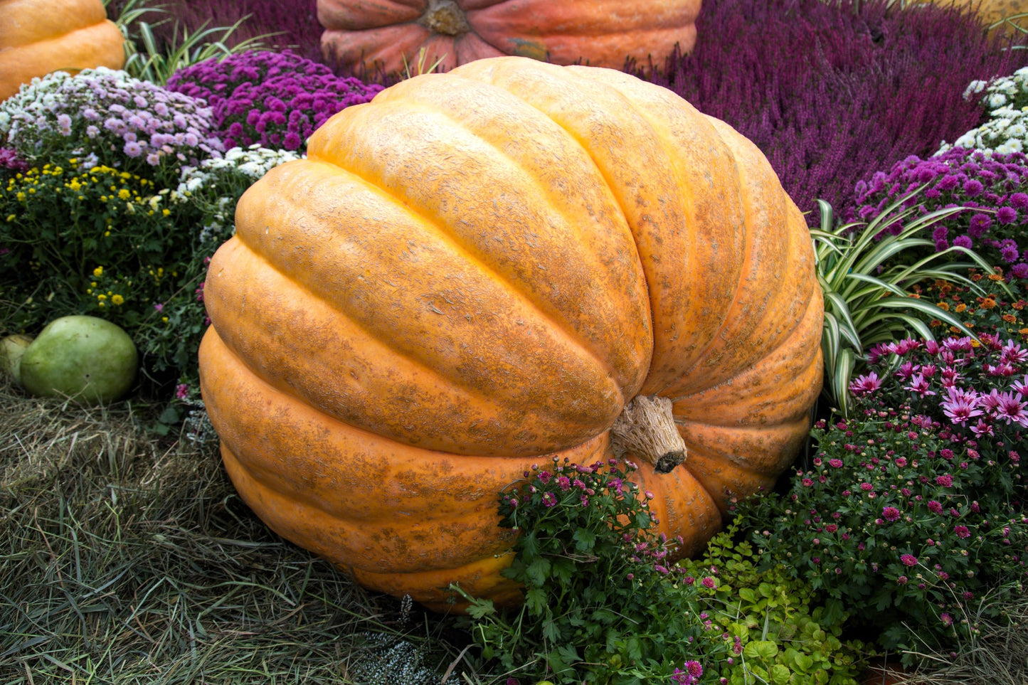 Dills Atlantic Giant – Garden Vegetable Seeds