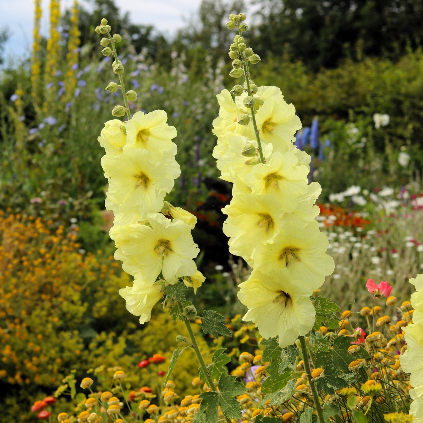 Yellow Hollyhock Flower – Perennial Flower Seeds