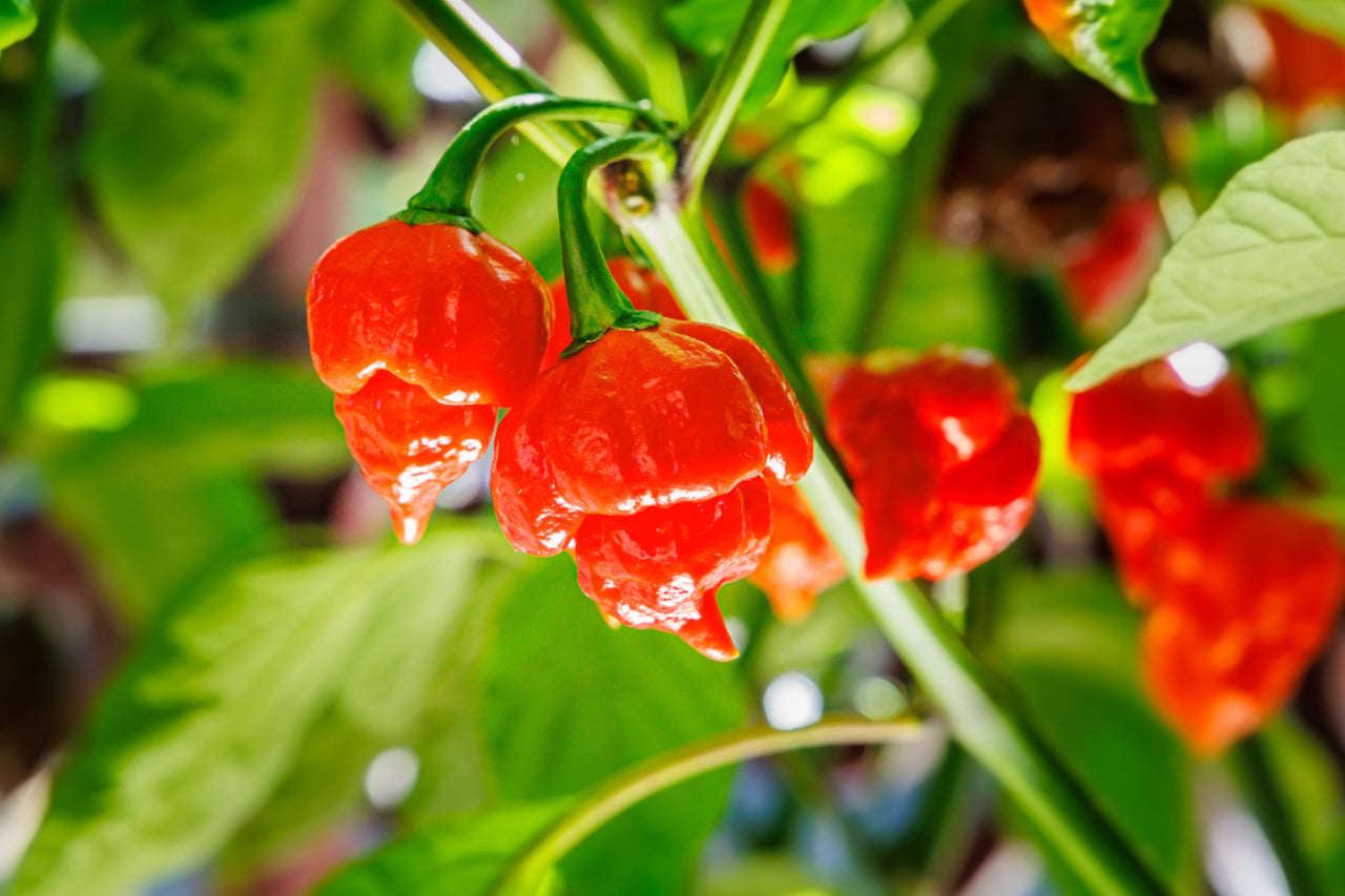 Carolina Reaper Pepper – Extra Hot Vegetable Seeds