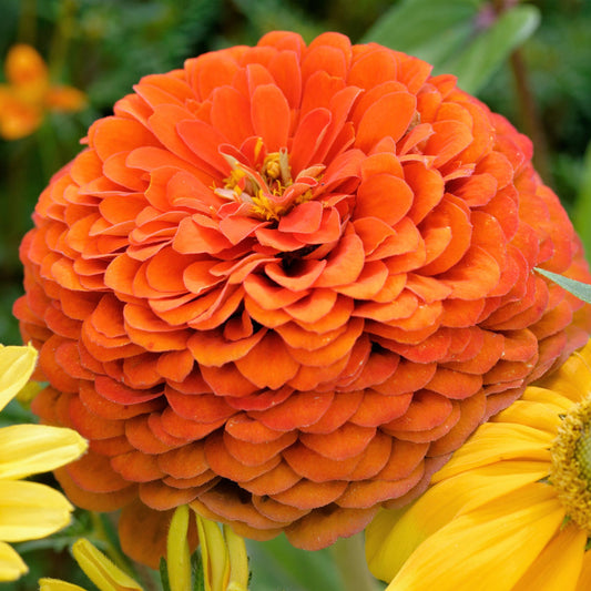 Orange King Zinnia Zinnia Elegans Colorful Wildflower Garden Seeds