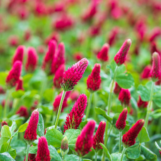 Crimson Clover Seeds – Garden Flower Seeds