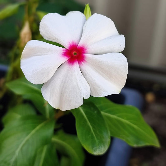Periwinkle Dwarf Little Bright Eyes Catharanthus Roseus – Colorful Garden Flower Seeds