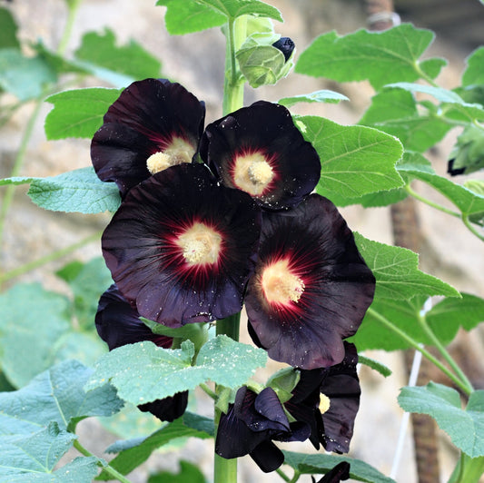 Hollyhock Nigra Black Watchman Alcea Rosea – Tall Garden Flower Seeds
