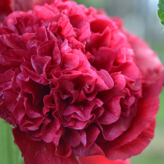 Alcea Double Hollyhock – Perennial Flower Seeds