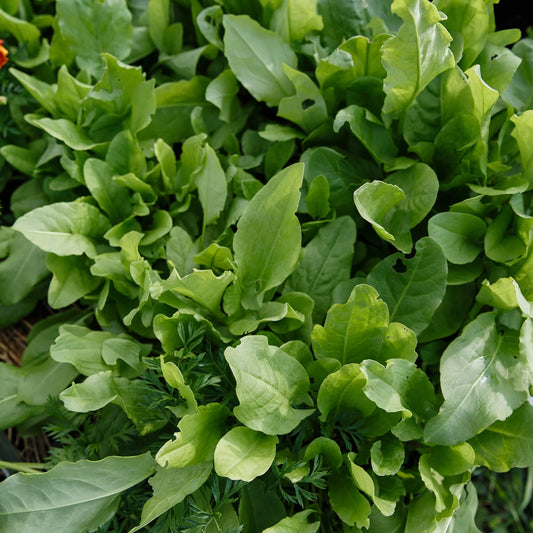 Italian Large Leaf – Garden Herb Seeds