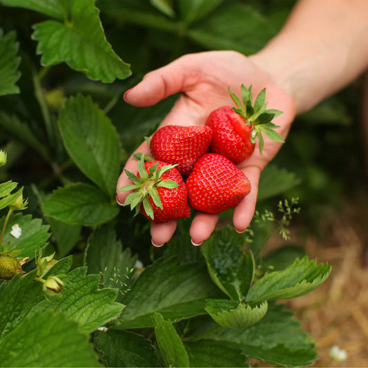 Albion Strawberry Seeds – Heirloom, Non-GMO, Ever-Bearing Variety for Planting