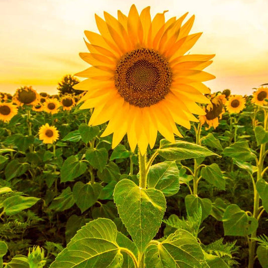 Sunflower Seeds for Planting Non-GMO Giant Bloom Garden Flowers