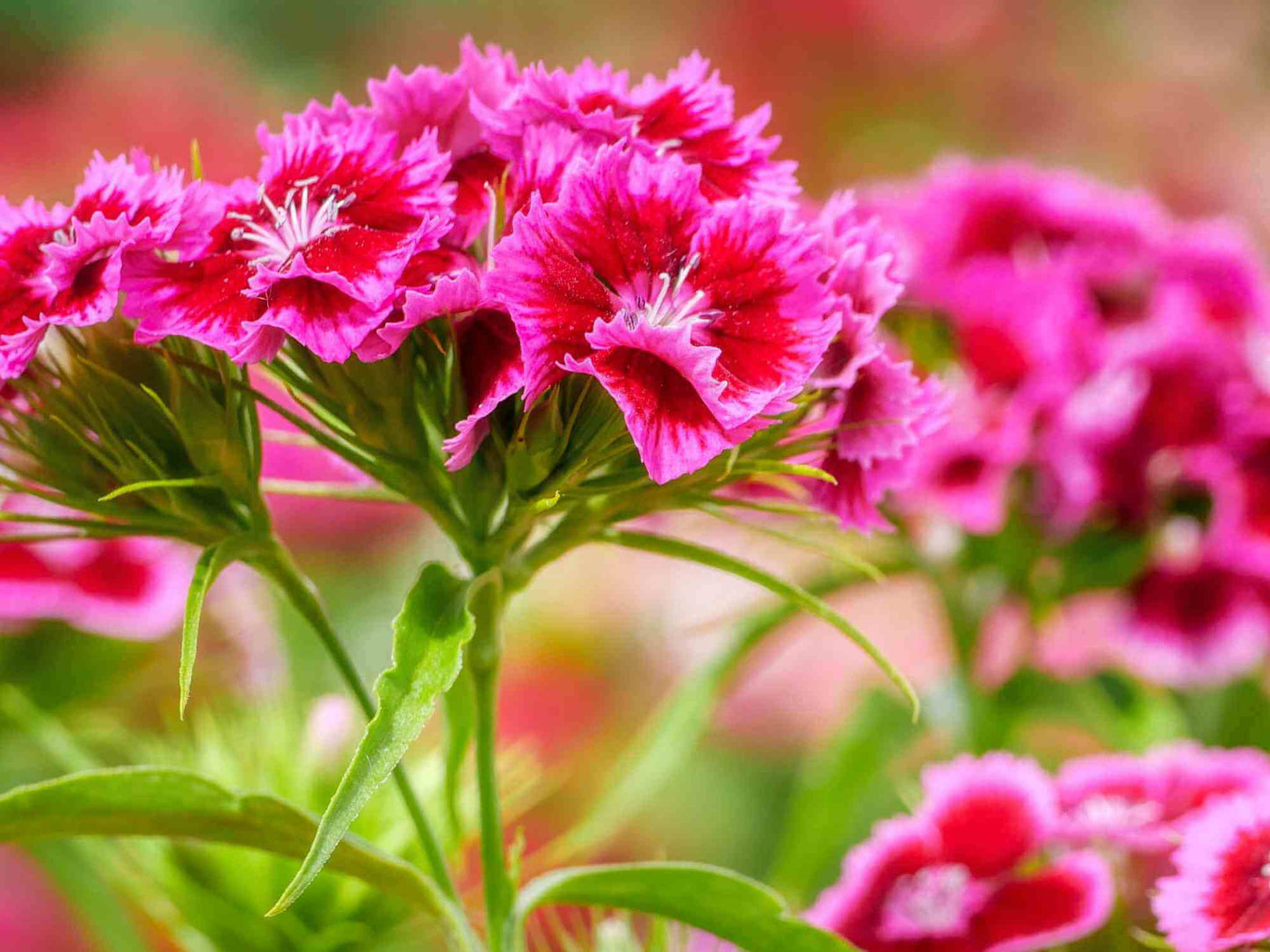 Seeds Dianthus Sweet – Garden Flower Seeds