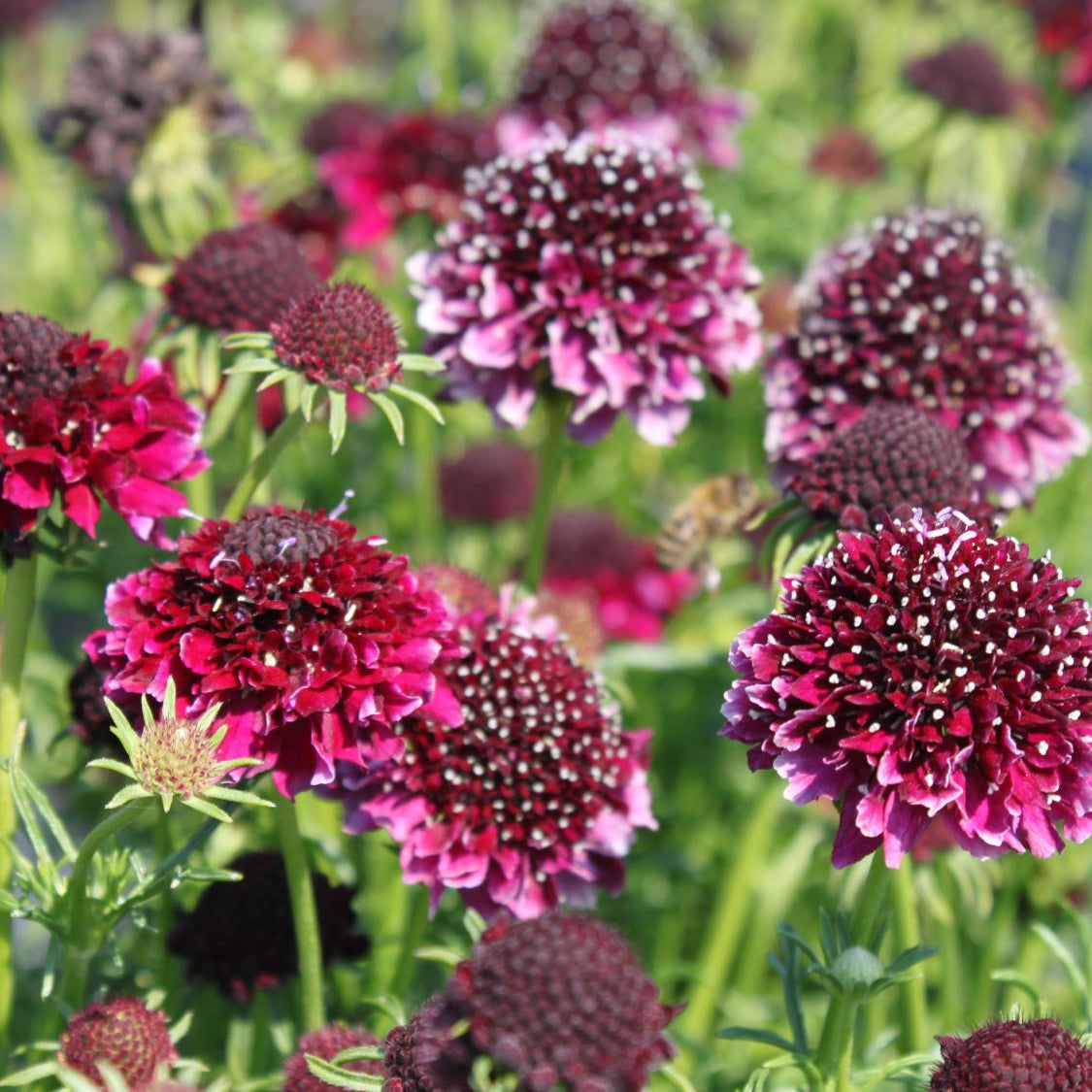 Scabiosa Atropurpurea ‘Black Knight’ Seeds – Dark Maroon to Black Pincushion Flowers