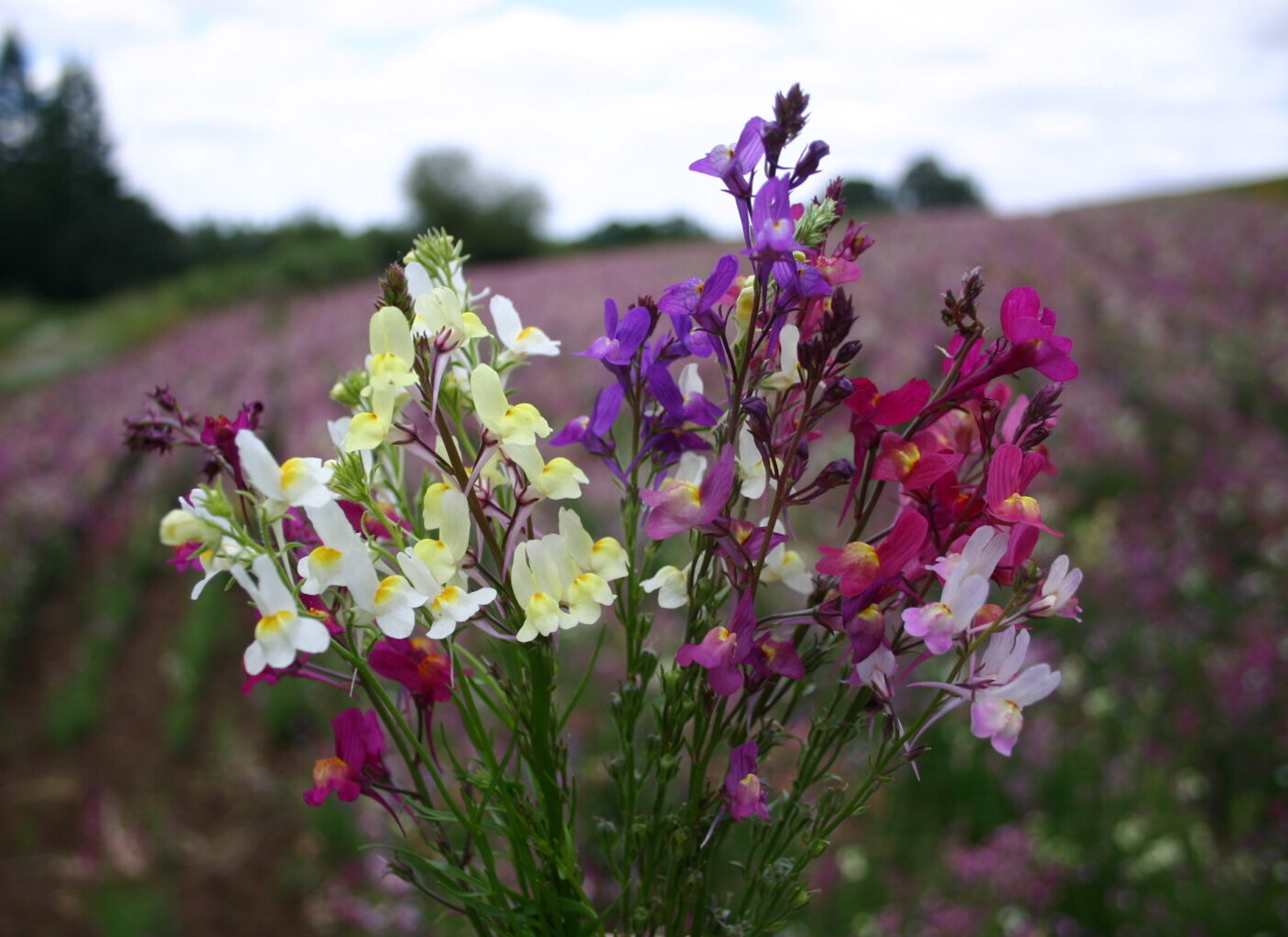 Northern Lights Mixed Snapdragon – Garden Flower Seeds