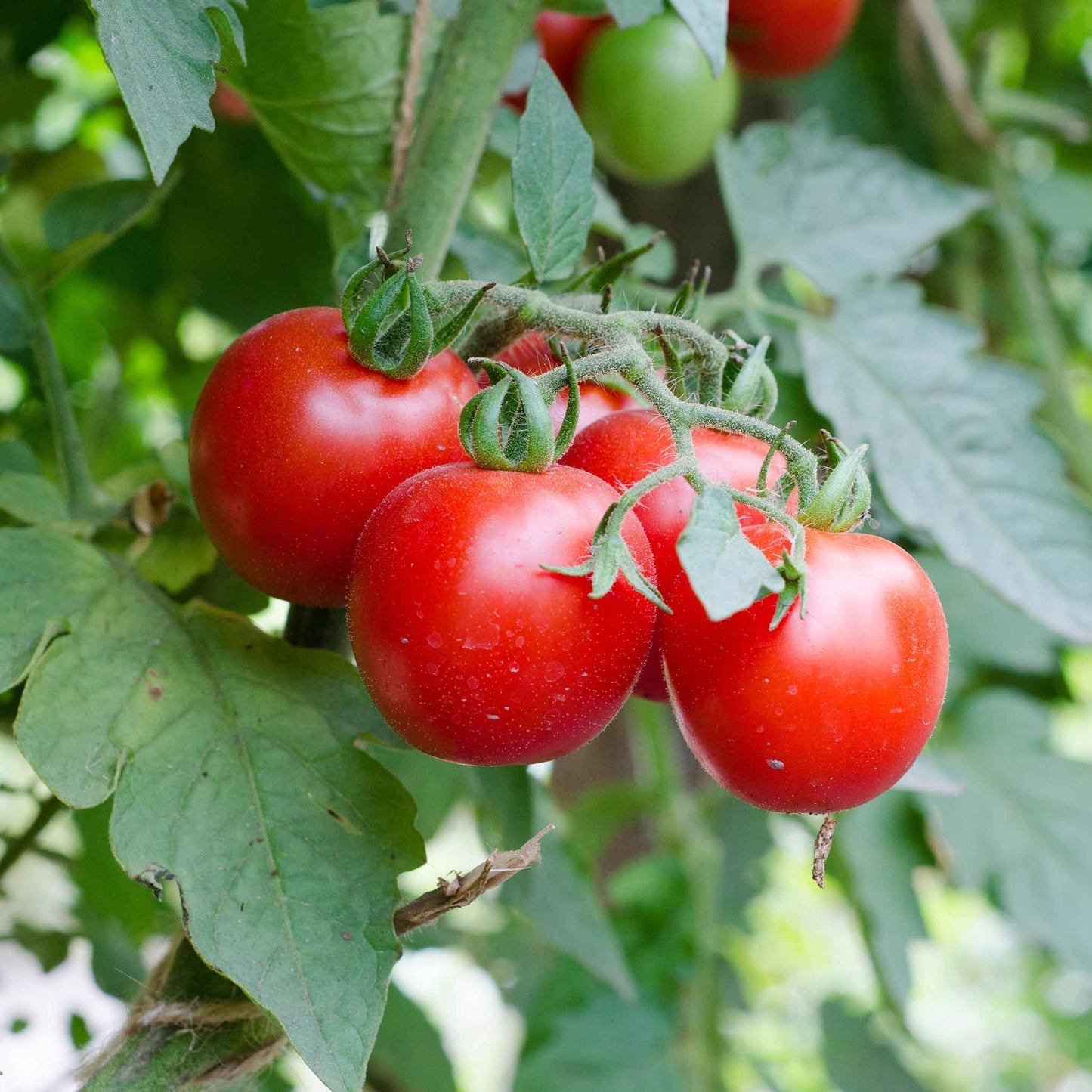 Large Cherry Tomato – Garden Vegetable Seeds