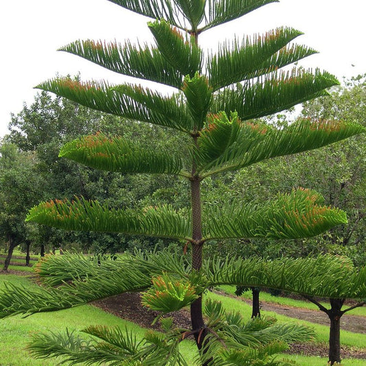 Araucaria Heterophylla Tree Seeds Norfolk Island Pine Elegant Indoor & Outdoor Evergreen Tree