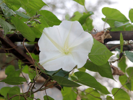 Sacred Datura Moonflower – Ornamental Flower Seeds