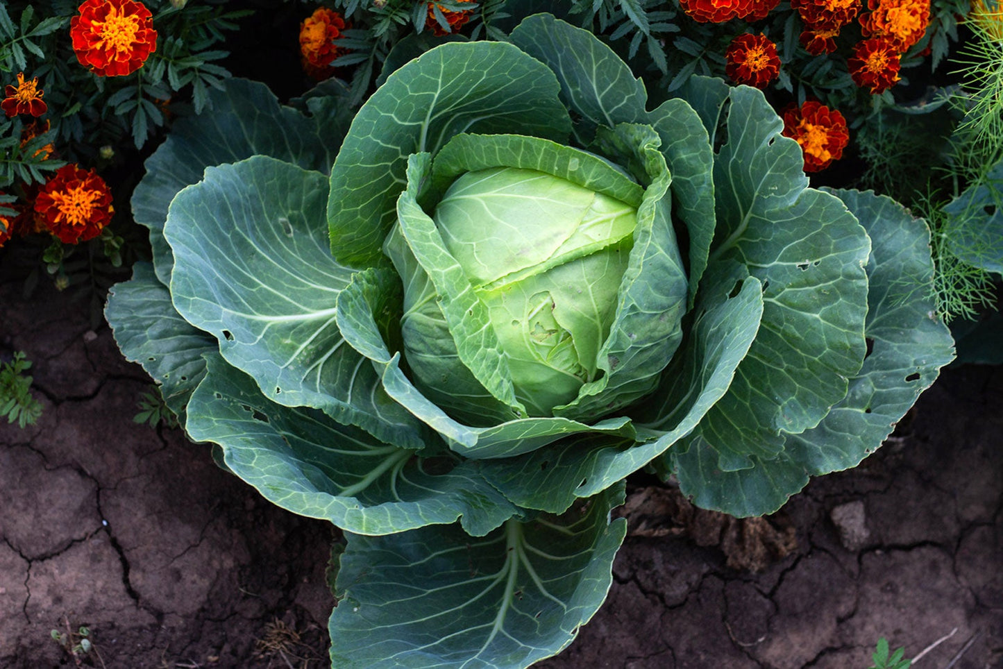 Cabbage Danish Ballhead Brassica Oleracea – Vegetable Garden Seeds