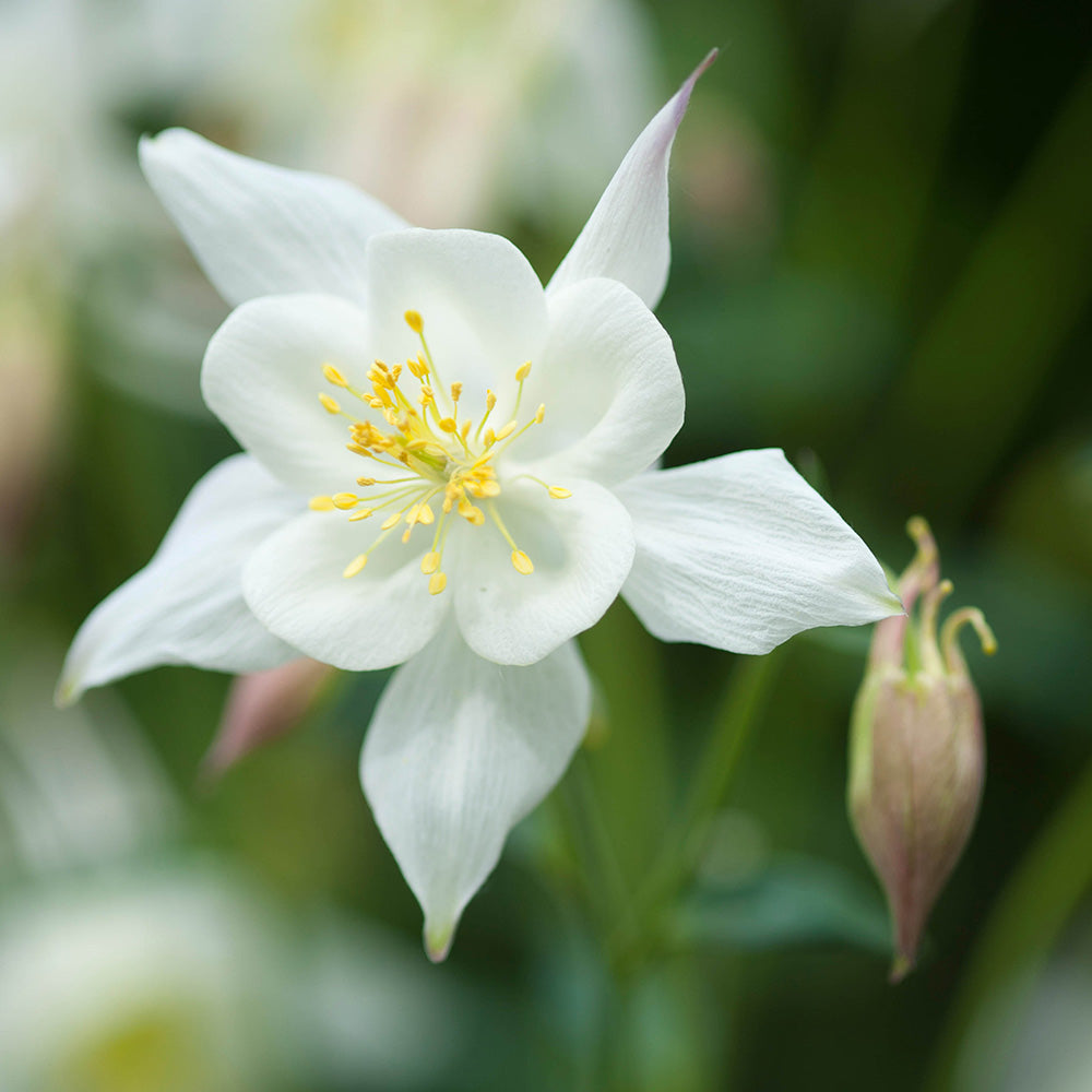 White Star Aquilegia – Perennial Flower Seeds