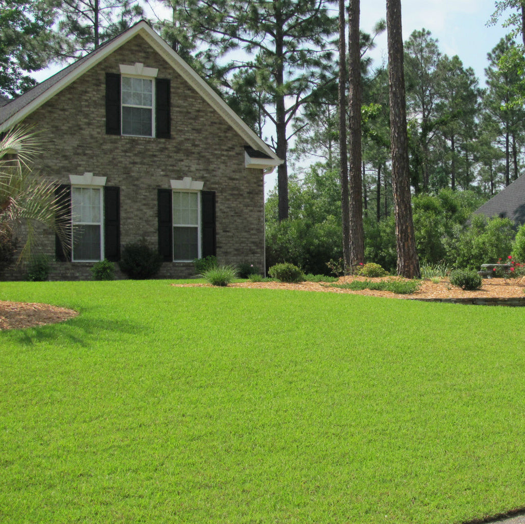 Centipede Grass Seeds Eremochloa Ophiuroides Low-Maintenance Lawn Grass Heat & Drought Tolerant Turf