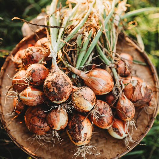 Onion Sweet Spanish Yellow Allium Cepa – Vegetable Garden Seeds