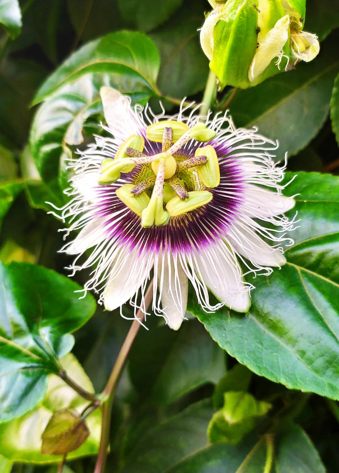 Passiflora Edulis Flavicarpa – Yellow Passionfruit Vine Seeds