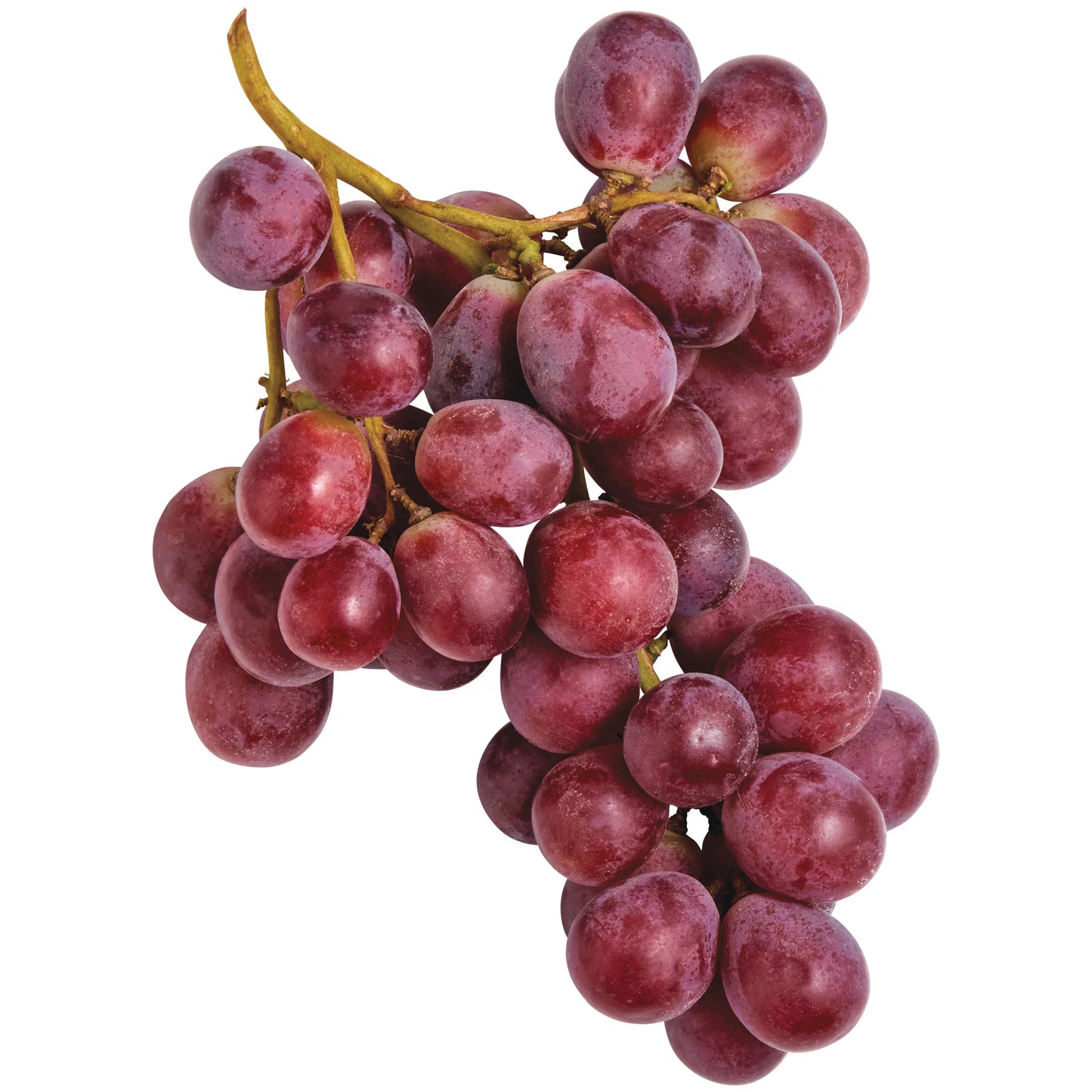 Red Globe Grape (Vitis vinifera) Seeds for Planting – Heirloom, Non-GMO, Easy to Grow, Large Red Fruit Variety