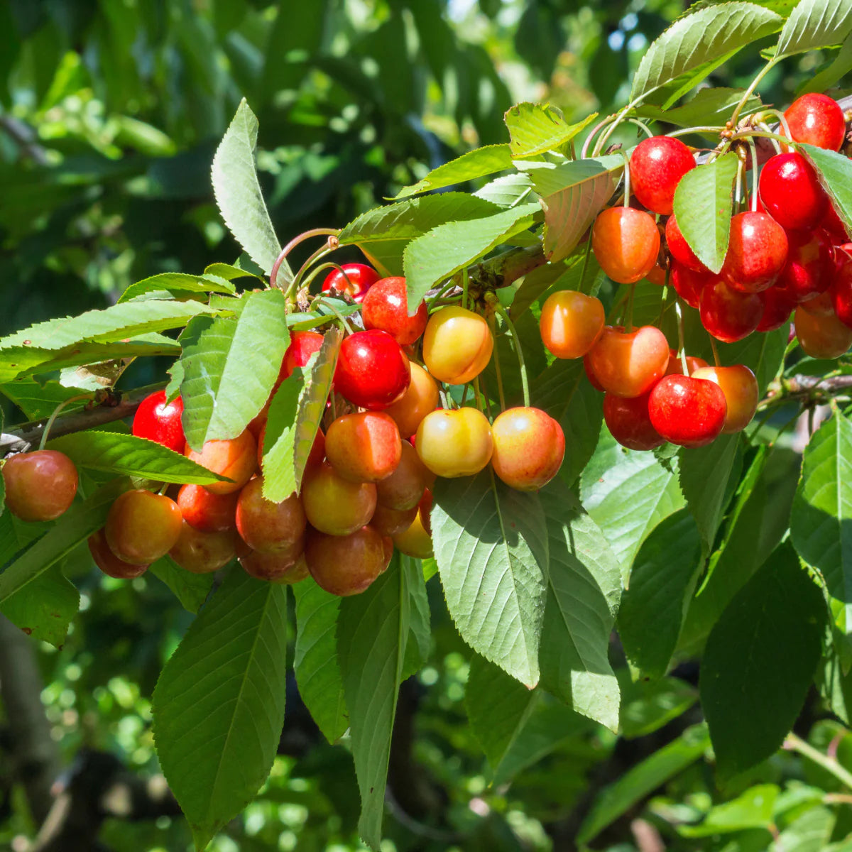 Cherry Tree Seeds for Planting, Sweet Red Cherry (Prunus avium) – Heirloom, Non-GMO, Easy to Grow, Perennial