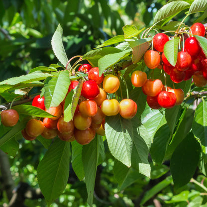 Cherry Tree Seeds for Planting, Sweet Red Cherry (Prunus avium) – Heirloom, Non-GMO, Easy to Grow, Perennial