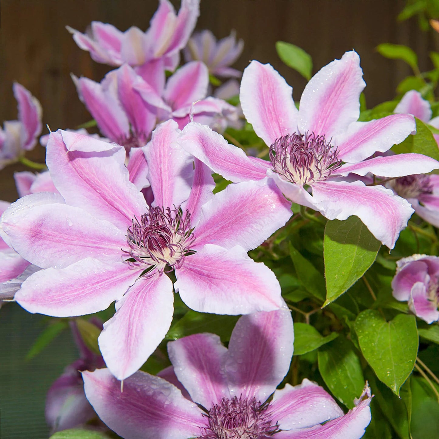 Clematis ‘Nelly Moser’ Flower Seeds – Heirloom, Non-GMO, Large-Flowered Perennial Vine
