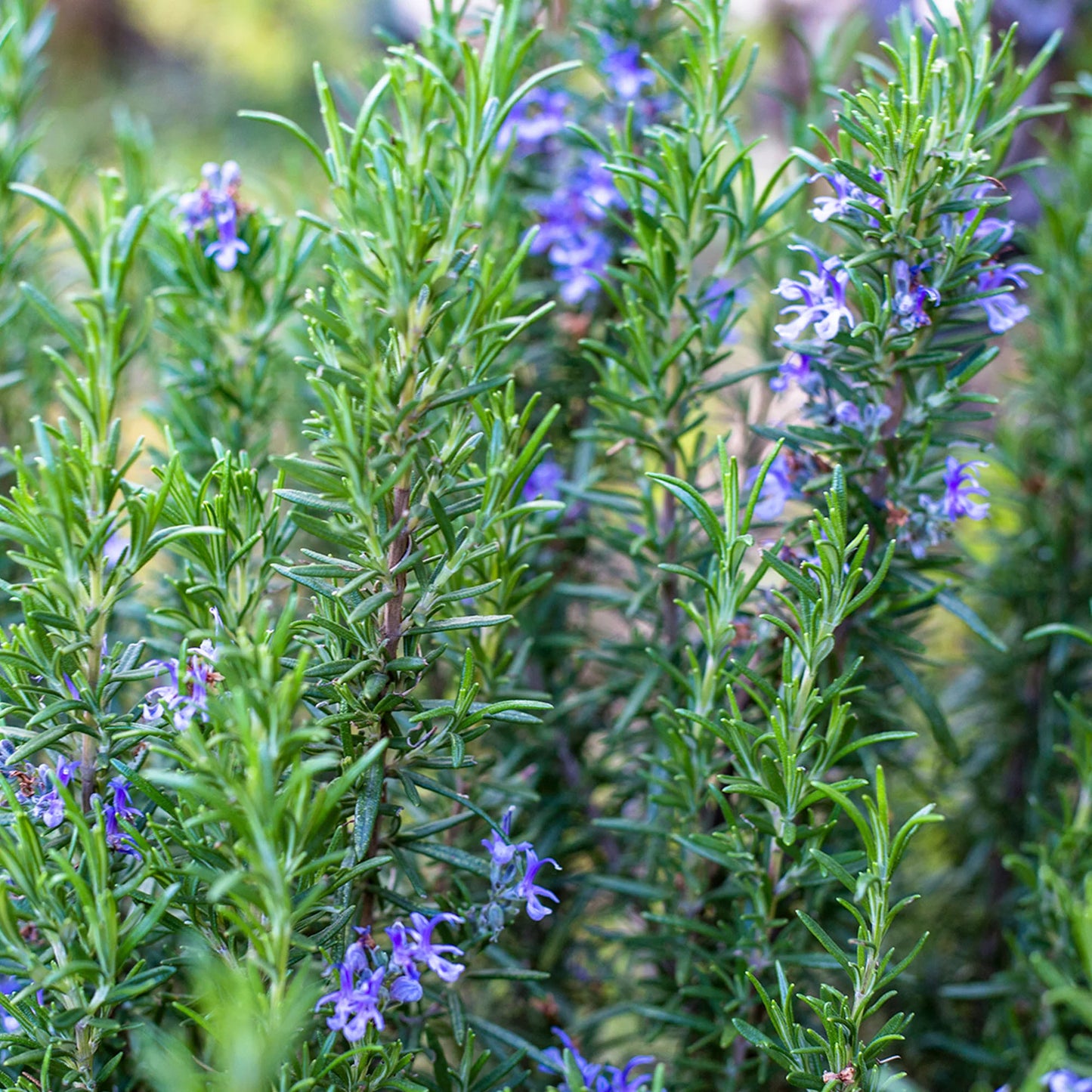 Rosemary Willow Tree – Herb Seeds