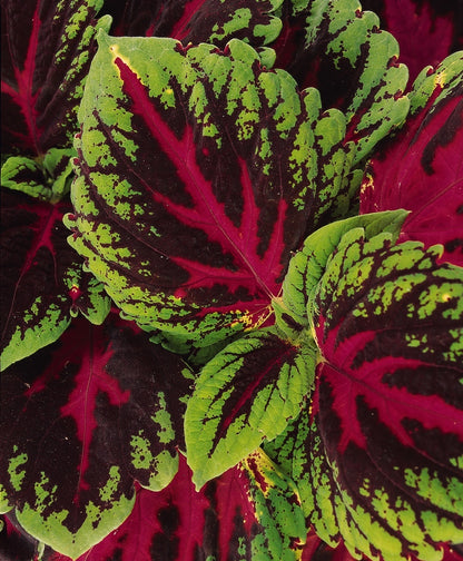 Coleus Solenostemon Scutellarioides – Kong Red Garden Seeds