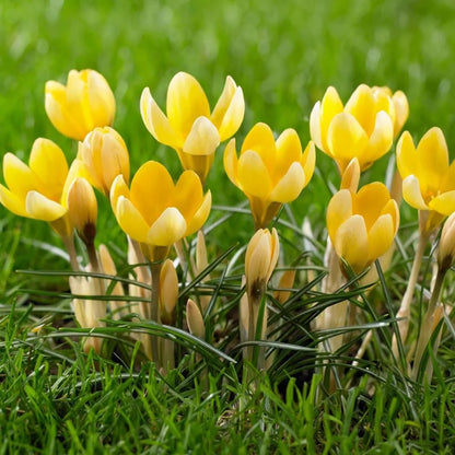 Yellow Saffron Crocus Bulbs – Rare Yellow Flowering Crocus for Gardens