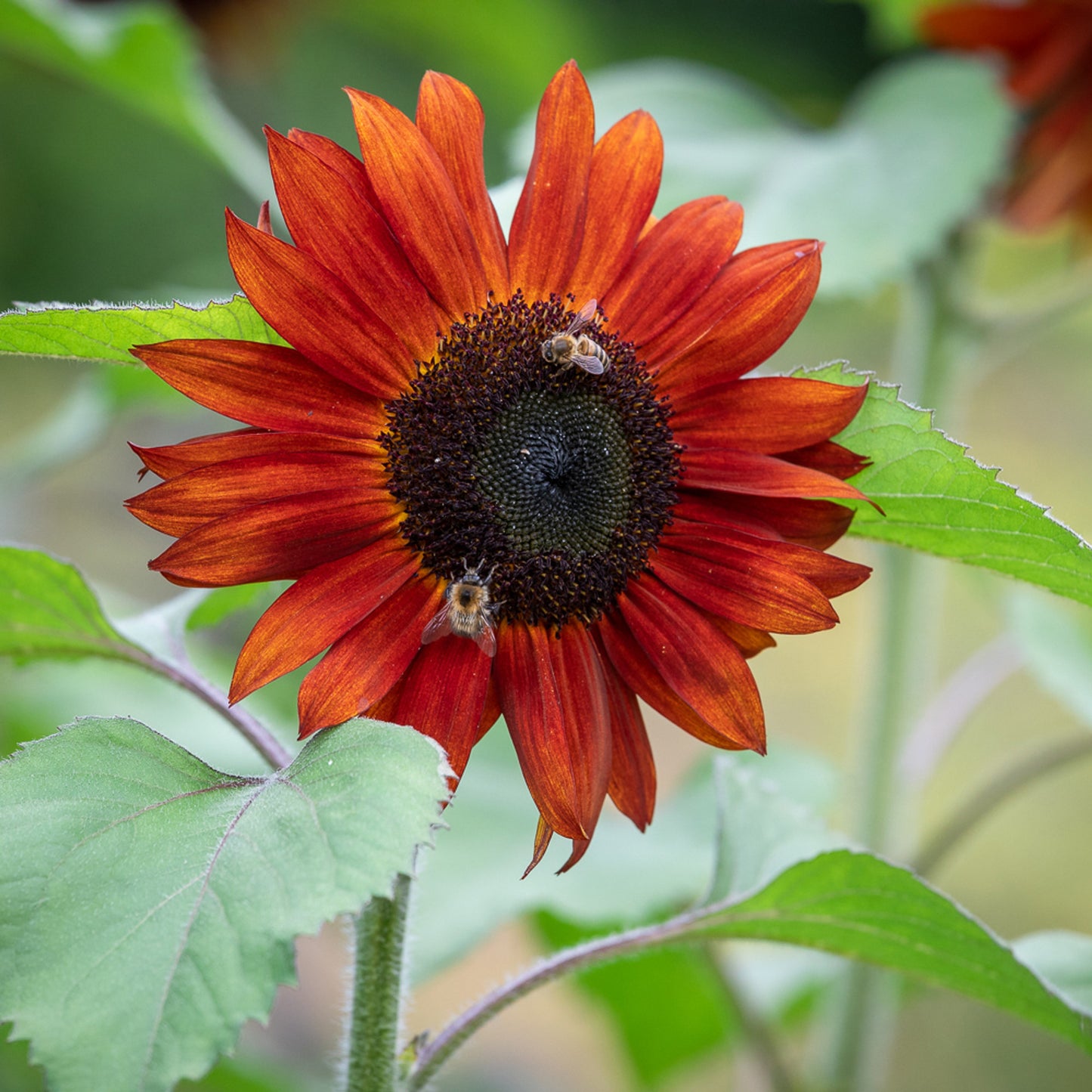Sunflower Claret Seeds Deep Red Sunflower Variety Striking Non-GMO Blooms