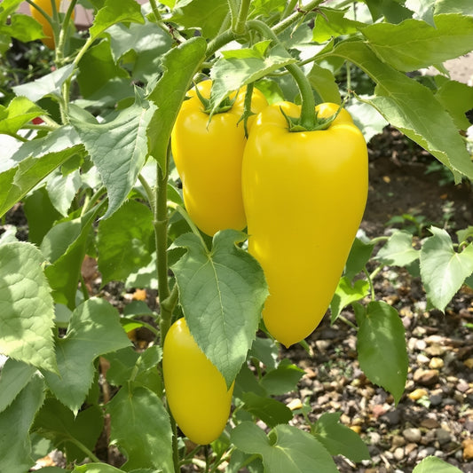 Jumbo Yellow Rocoto – Garden Vegetable Seeds