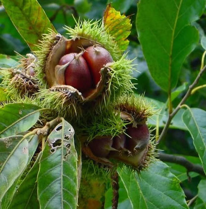 Chestnut (Castanea) Nut Tree Seeds for Planting – Heirloom, Non-GMO, Easy to Grow, Perennial