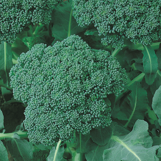Giant Russian Broccoli – Garden Vegetable Seeds