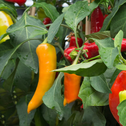 Bridge to Paris Sweet Pepper – Heirloom Vegetable Garden Seeds