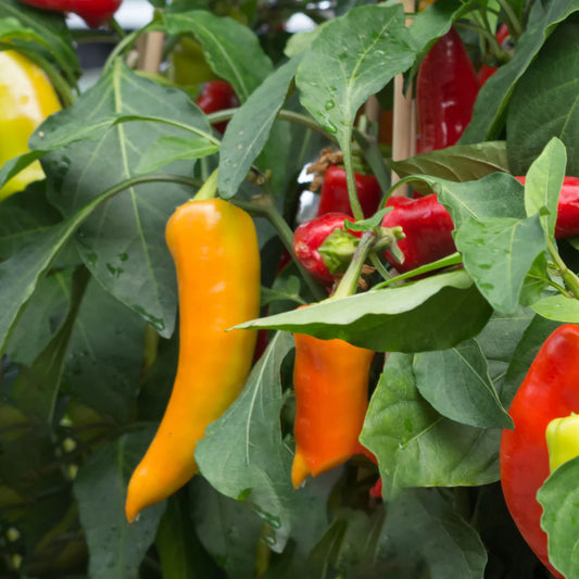 Bridge to Paris Sweet Pepper – Heirloom Vegetable Garden Seeds